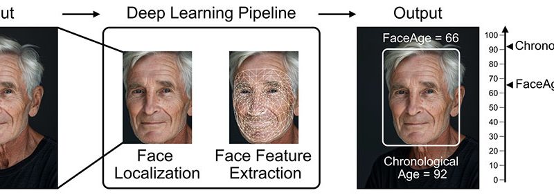 Can a Selfie Predict Your Cancer Survival? The Power of FaceAge