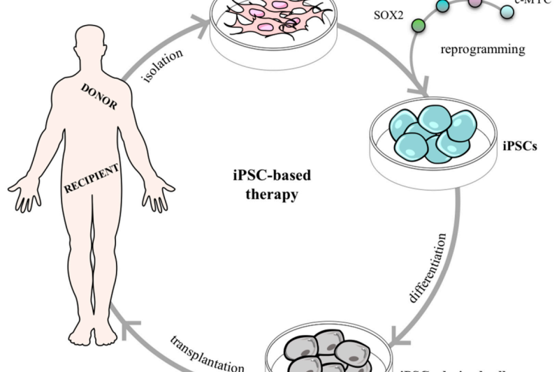 Unlocking Your Inner Wellness: A Simple Guide to ‘Human System Optimization’