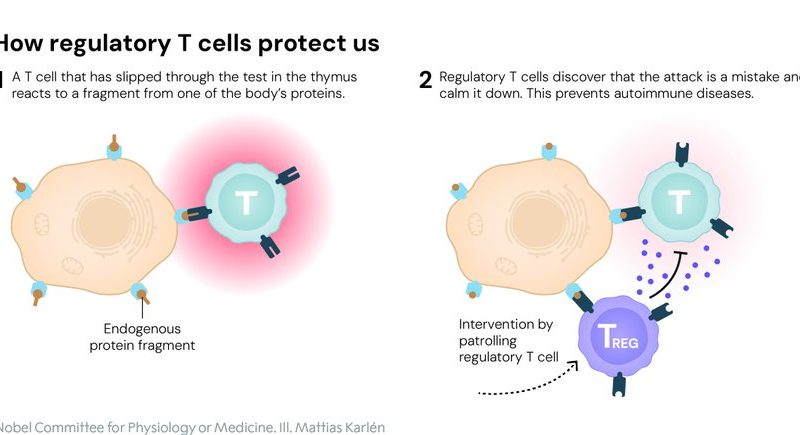 Nobel Nod to the Body’s Peacemakers: Unlocking the Secret to Why Our Immune System Doesn’t Turn on Us