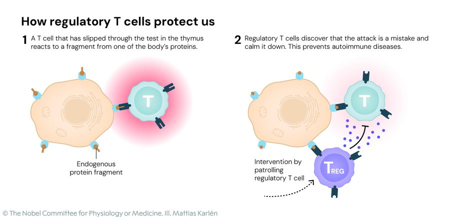 the 2025 Nobel Prize in Physiology or Medicine